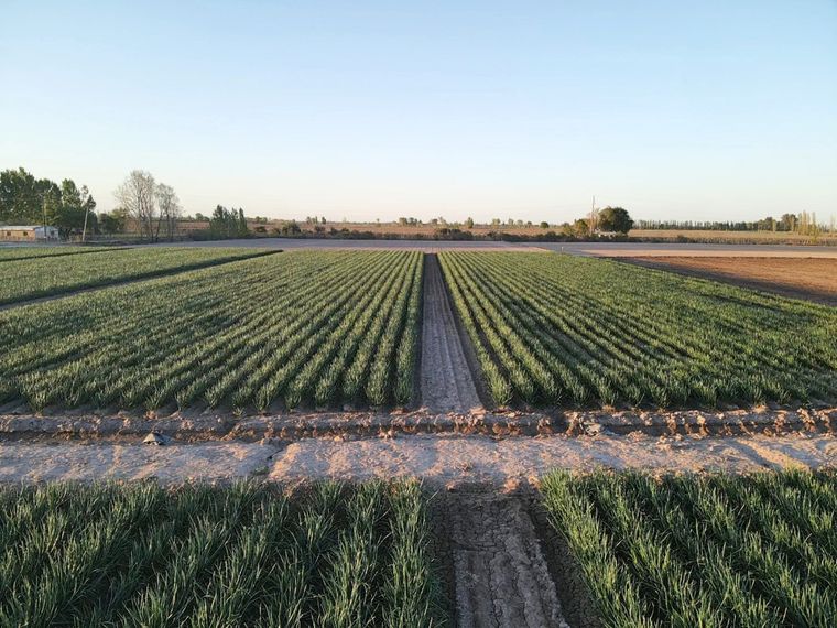 El DNU de Milei derogó la Ley de tierras.