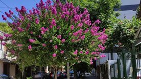 Árboles con flores lindas.