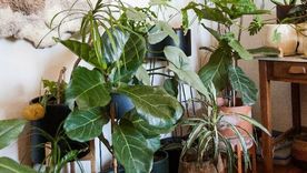 El ficus pandurata es de las plantas más elegidas por decoradores y ambientadores. Potencia cualquier rincón de tu casa. Foto: @claudivalentina