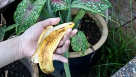 Cáscara de banana y vinagre puede ser una poderosa mezcla para fertilizar el jardín.