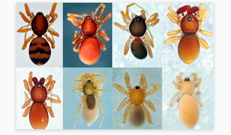 araña duende de seis ojos Imágenes de la nueva especie descubierta en Japón. Foto: Suzuki, Hidaka y Tatsuta