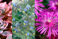 Sedum (izq), Dianella Coolvista (centro) y Delosperma cooperi (der). Foto: Gentileza Alamy, Sunset Plant Collection y P Tomlins.