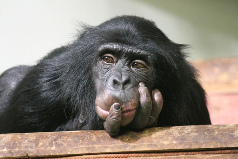 Foto: www.agenciasinc.es