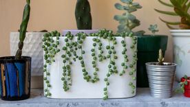 Ideal para decorar. Foto: Fuente: Shutterstock