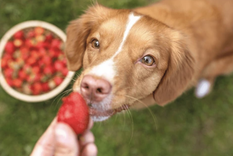 Asegúrate que tu perro pueda comer la fruta que le estás dando. Foto: Shutterstock