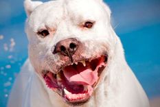 El perro atacó al nene y le causo graves heridas en su rostro