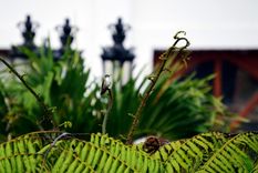 . Jardín sustentable que combina estructura contemporánea y naturaleza orgánica.Créditos: Pexels.
