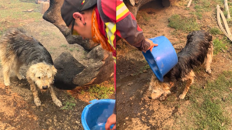 Un brigadista rescató y le dio agua a un perrito en medio de los incendios en Chubut.&nbsp;