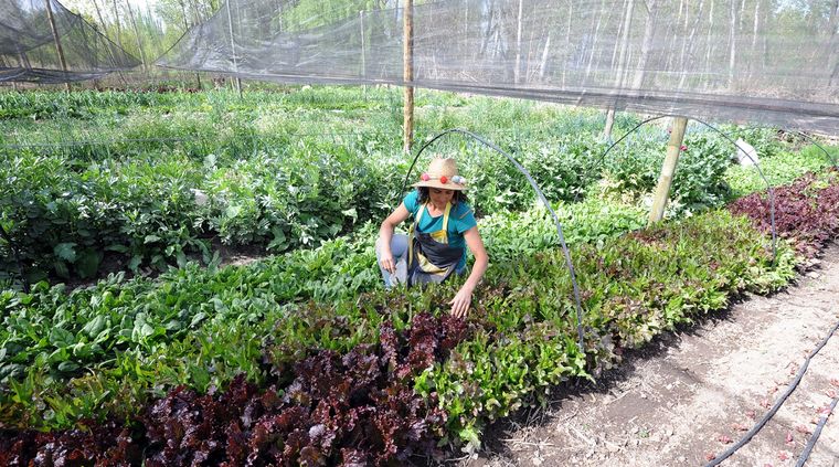 Milei avanza en el cierre Instituto de Agricultura Familiar, Campesina e Indígena. Foto: ALF PONCE MERCADO / MDZ