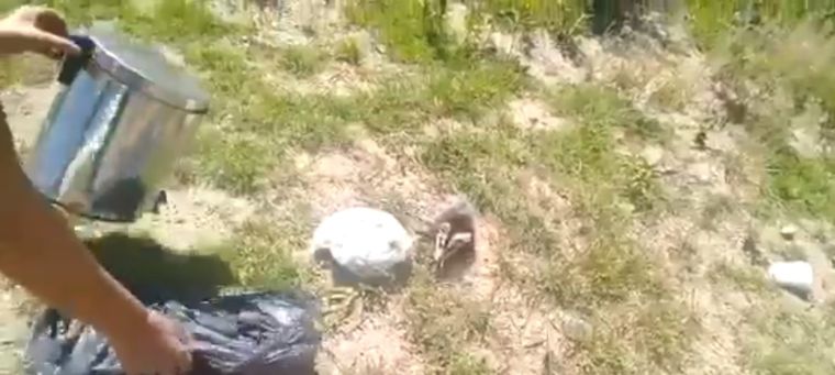 La mujer liberó al animalito, pero éste corrió hacia la ruta y sucedió lo peor