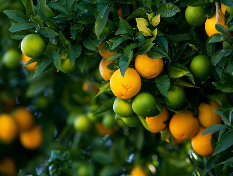 JARDÍN LOS ÁRBOLES FRUTALES NO PUEDEN FALTAR EN LOS JARDINES. Foto: SHUTERSTOCK