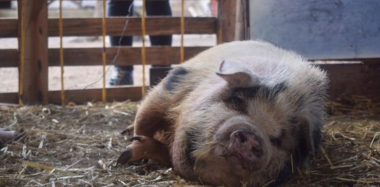 Animales que sufren: un flagelo a desterrar.