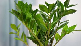 La planta perfecta para olvidadizos: aguanta poca luz y poco riego La planta perfecta para olvidadizos: aguanta poca luz y poco riego