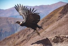 El cóndor andino es inofensivo al ser humano. Foto: Gentileza El cóndor andino es inofensivo al ser humano. Foto: Gentileza