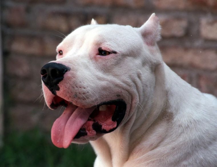 En el último caso público, en Maipú, estuvo involucrado un dogo argentino Foto: Archivo MDZ