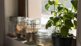 Las mejores plantas para la cocina. Las mejores plantas para la cocina.