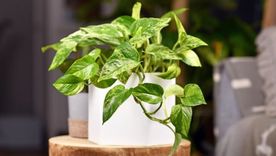 Con este método de casero podrás tener varios potus en tu hogar. Con este método de casero podrás tener varios potus en tu hogar.