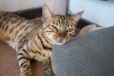 Algunos consejos para mejorar el descanso de tu gato en verano. Foto: Archivo