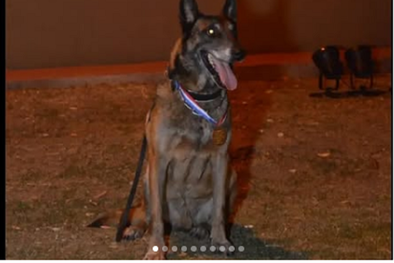 MDZol | Falleció Baloo, el entrañable perro rescatista Foto: IG Policía SFE