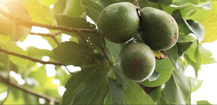 Este abono casero será clave para ayudar a crecer tu árbol de palta Foto: Shutterstock
