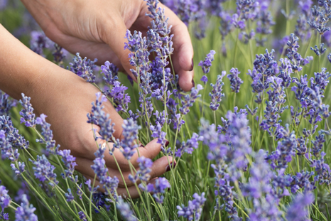 La lavanda puede vivir hasta 20 años en condiciones óptimas Foto: Shutterstock