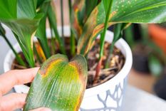 oro natural para el jardin: con ingredientes de cocina revive las plantas con hojas amarillas y marchitas