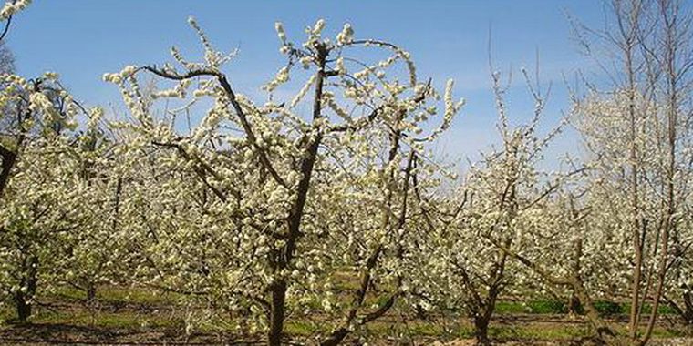 Las plantas miran. Foto: Flickr