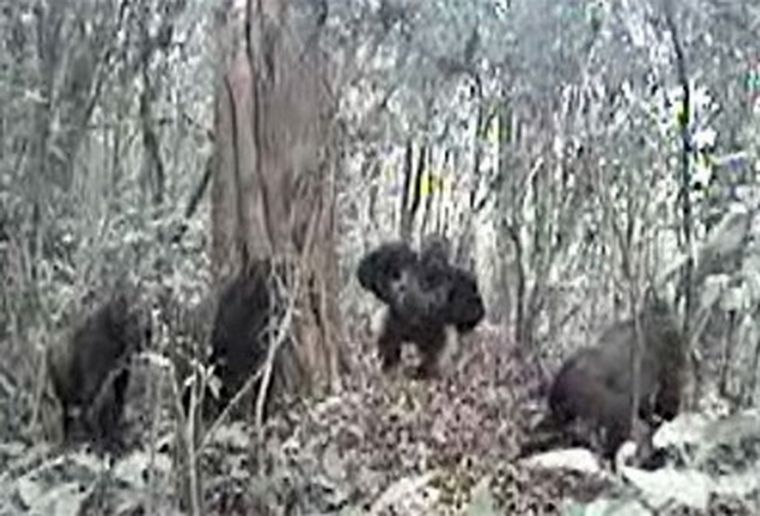 La rara especie hallada en Camerún.