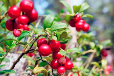 Los arándanos son pequeños arbustos de hoja perenne que pueden producir una excelente cosecha de frutos repletas de nutrientes y antioxidantes. Foto: (Crédito de la imagen: Alamy/Mikhail Olykaynen)