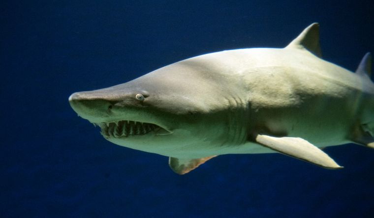 tiburón Los tiburones causan pavor en las playas. Foto: Efe.