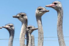 Una bandada de aves, similares a las que se muestra en esta foto tomada en otra granja en 2024, se ha convertido en el último punto de fricción entre Canadá y EE.UU.