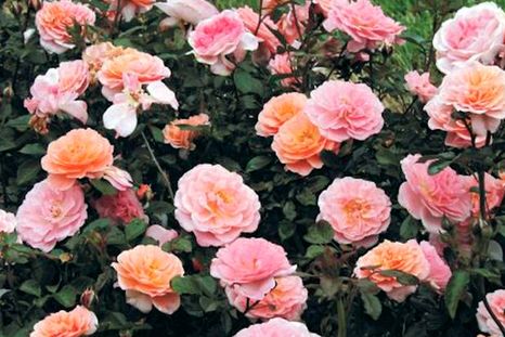 Rosa Apricot: es una variedad de rosa cubresuelos. Foto: Nature Hills