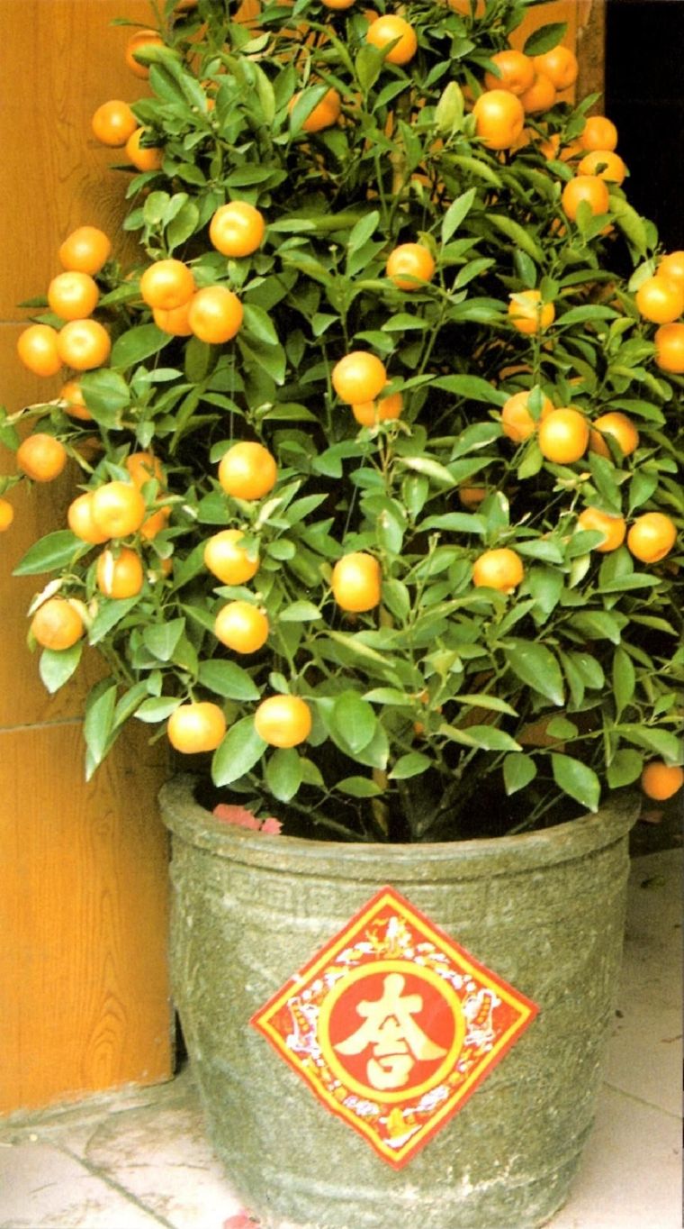 LOS MANDARINOS SON MUY FÁCILES DE CULTIVAR EN MACETAS. FOTO: PLANTAS Y JARDINES Foto: Consumer