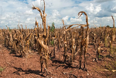 los duros numeros del campo que vaticinan que la crisis sera prolongada