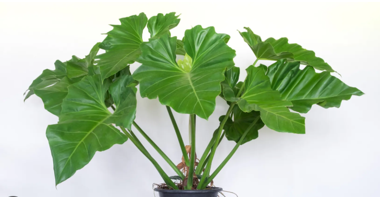 La planta estrella de interiores.&nbsp;