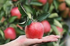 Las manzanas son de las frutas que mejor balancean una dieta equilibrada. Foto: Pixabay - pixabay.com