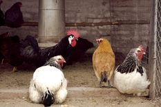 El caso generó alerta y se investiga a los animales de la zona