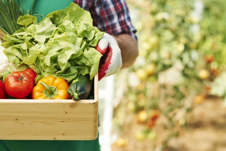Poné en marcha tu huerta con los consejos del mejor especialista en jardinería Foto: SHUTTERSTOCK