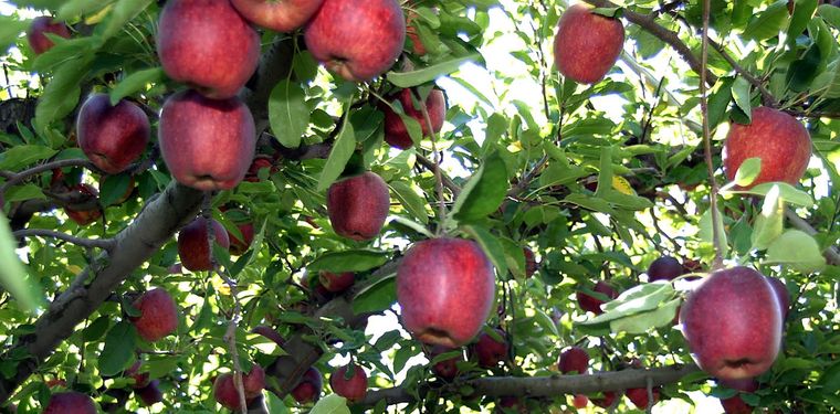 Producción Frutícola La producción frutícola se mantuvo estable. Foto: https://www.neuqueninforma.gob.ar/