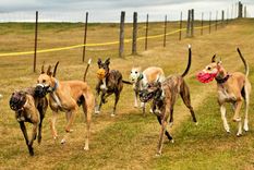 otra carrera de galgos clandestina en lavalle