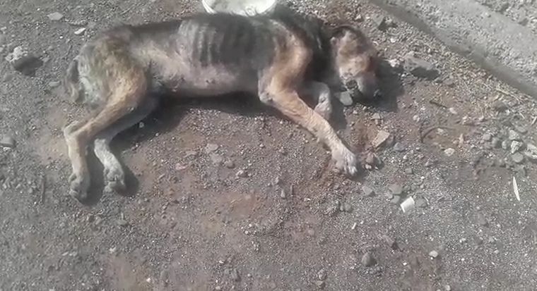 Así encuentran a los perros en el barrio La Favorita Foto: Foto: Gentileza vecinos