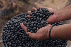 El acai tiene múltiples propiedades Foto: Shutterstock