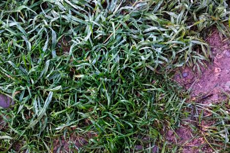 Más allá de que es posible hacerlo lo más recomendable es no cortar el césped cuando la tierra y el pasto están muy mojados. Foto: @mgsimonovich. Más allá de que es posible hacerlo lo más recomendable es no cortar el césped cuando la tierra y el pasto están muy mojados. Foto: @mgsimonovich.