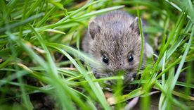 Los ratones intentan evitar los entornos donde hay plantas repelentes porque el olor de estas plantas les impide buscar alimento de manera eficiente, Foto: Pixabay - pixabay.com