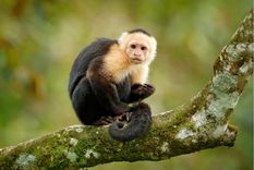 Sueños Conoce el significado de soñar con monos Foto: Shutterstock