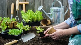La preparación de la tierra es importante para la salud de las plantas. Foto: SHUTTERSTOCK La preparación de la tierra es importante para la salud de las plantas. Foto: SHUTTERSTOCK