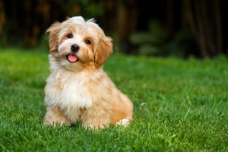 MASCOTAS Cada postura que adopten los perros puede tener un significado diferente Foto: SHUTTERSTOCK
