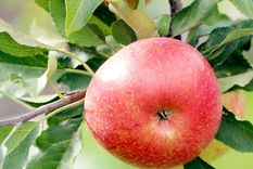 Las variedades enanas de manzanas son las adecuadas para cultivarlos en macetas para un patio, terraza o balcón Foto: Freepik.es Las variedades enanas de manzanas son las adecuadas para cultivarlos en macetas para un patio, terraza o balcón Foto: Freepik.es