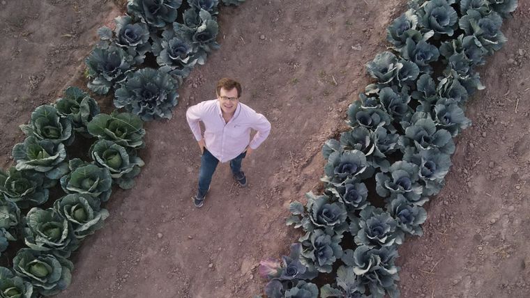 Ensayo de nuevos cultivares de repollo. Ing. Daniel Giamportone