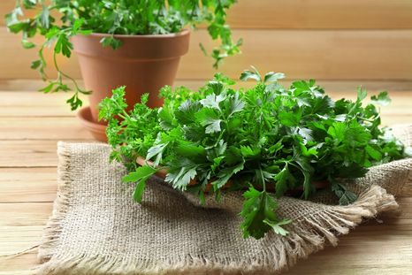 ¿Cuál es la planta que eleva la producción de insulina y regula la glucosa? Acá te lo contamos Foto: sHUtterstock